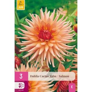 Dahlia Cactus Zalm.jpg