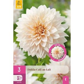 Dahlia Cafe au Lait.jpg