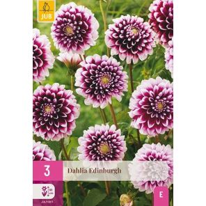Dahlia Edinburgh.jpg