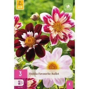 Dahlia Favourite Ballet.jpg