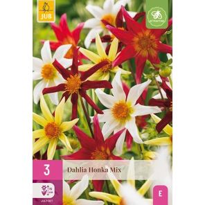 Dahlia Honka Mix.jpg