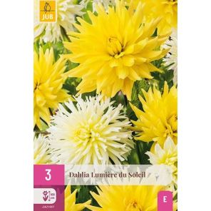 Dahlia Lumiere Du Soleil.jpg