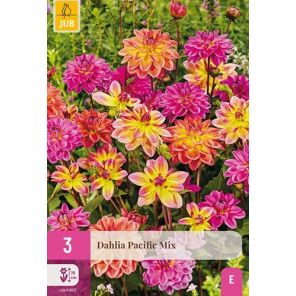Dahlia Pacific Mix.jpg