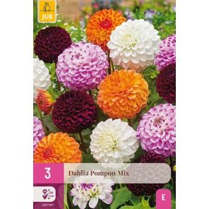 Dahlia Pompon Mix.jpg