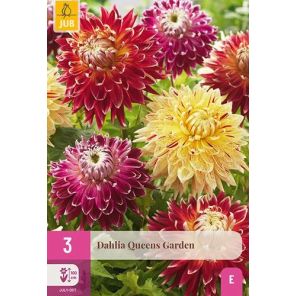 Dahlia Queens Garden.jpg