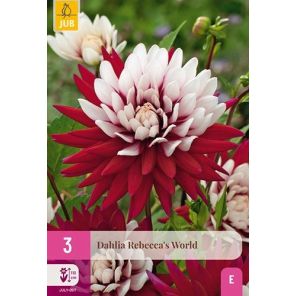 Dahlia Rebecca's World.jpg