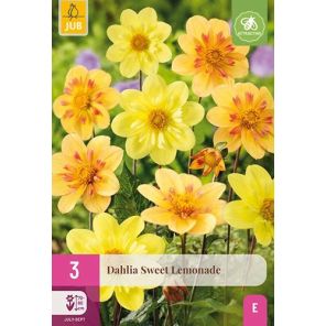 Dahlia Sweet Lemonade.jpg