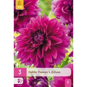 Dahlia Thomas A. Edison.jpg