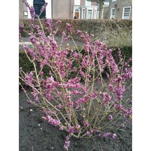 Daphne mezereum 'Rubra'.jpg