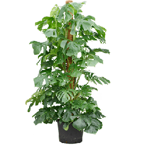 deliciosa mosstok hydro xxxl.png
