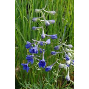 Delphinium Völkerfrieden.jpg