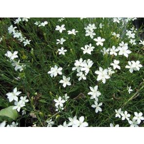 dianthus-deltoides-albiflorus-sfeer_af4624.jpg
