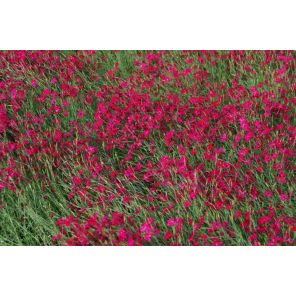 Dianthus delt. 'Flashing Light'.jpg