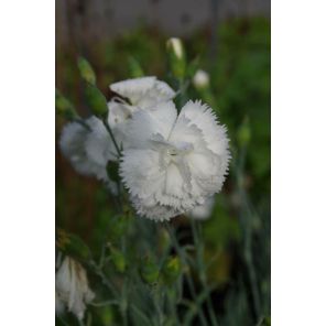 Dianthus (P) 'Haytor White'.jpg