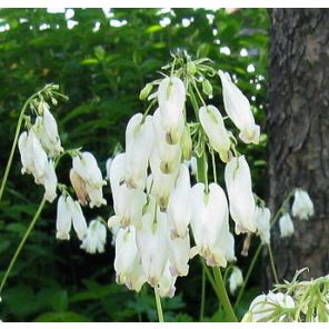 dicentra-formosa-aurora-sfeer_5af235.jpg