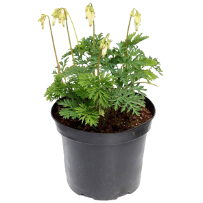 dicentra-formosa-aurora.png
