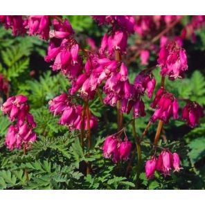 dicentra-formosa-luxuriant-sfeer_037e62.jpg