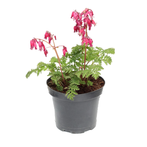 dicentra-formosa-luxuriant.png