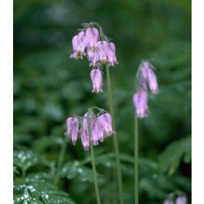 dicentra-formosa-sfeer_17b552.jpg