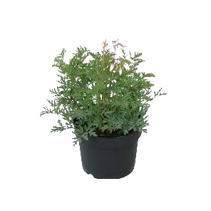 dicentra-formosa.png
