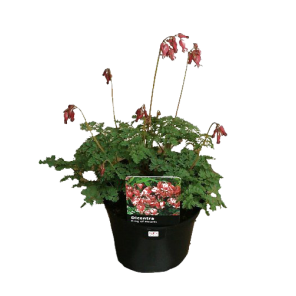 dicentra-king-of-hearts.png