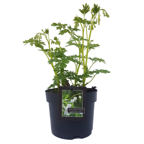 dicentra-spectabilis-alba.png