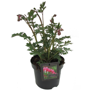 dicentra-spectabilis.png