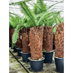 dicksonia xl.png
