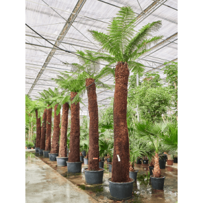 dicksonia xxxxl.png