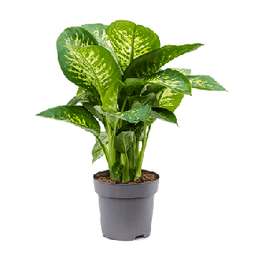 Dieffenbachia Reeva.png