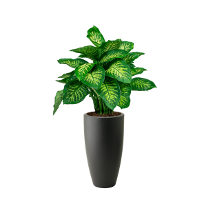 Dieffenbachia Seguine Reeva in Elho Pure Soft high 30 cm - zwart_2.png