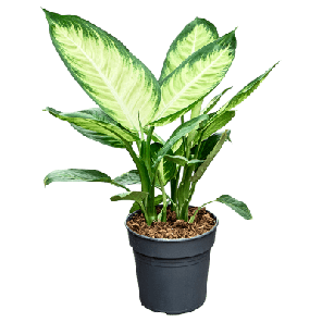 Dieffenbachia Tropic Marianne_1.png