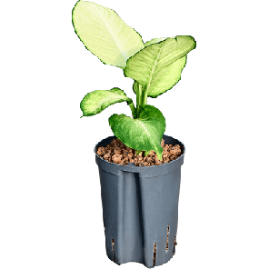 Dieffenbachia Tropic Marianne.png