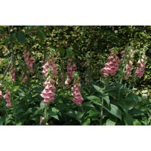 digitalis mertonensis.jpg