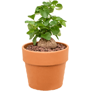 Dioscorea elephantipes.png