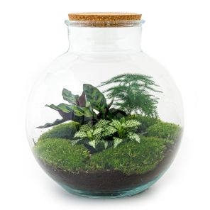 DIY Terrarium Bob Calathea.jpg