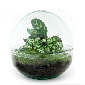DIY Terrarium Dome Calathea.jpg