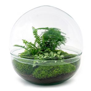 DIY Terrarium Dome Varen.jpg