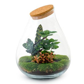 DIY Terrarium Druppel Coffea.jpg