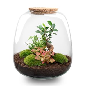 DIY Terrarium Emma Fittonia rood.jpg