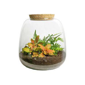 DIY Terrarium Emma Fittonia Ruby Lime.jpg