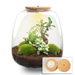 DIY Terrarium Emma Fittonia wit met LED.jpg