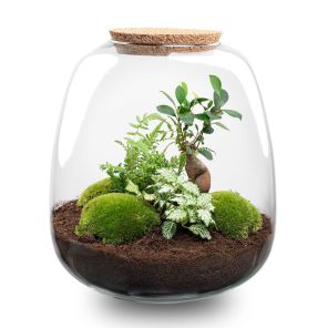 DIY Terrarium Emma Fittonia wit.jpg