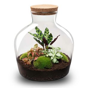DIY Terrarium Joe Botanical.jpg