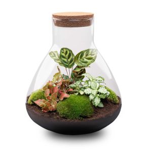 DIY Terrarium Sam Calathea.jpg