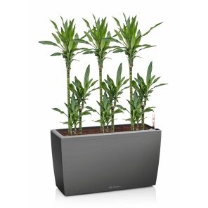 dracaena-cararo-antraciet_9d531e.jpg