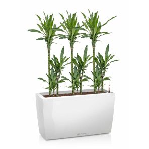 dracaena-cararo-wit_95c9ac.jpg