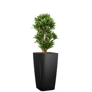 dracaena-compacta-cubico-pot-zwart_00b946.jpg