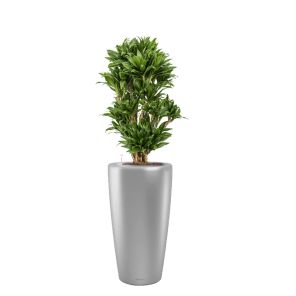 dracaena-compacta-rondo-pot-zilver_8ff2dd.jpg