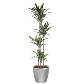 dracaena-deremensis-classico-pot-zilver_040fec.jpg